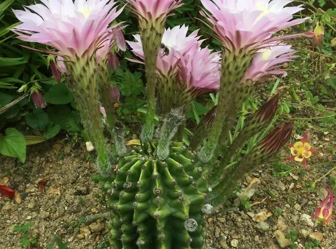 Panzió Casa Traca Valbona