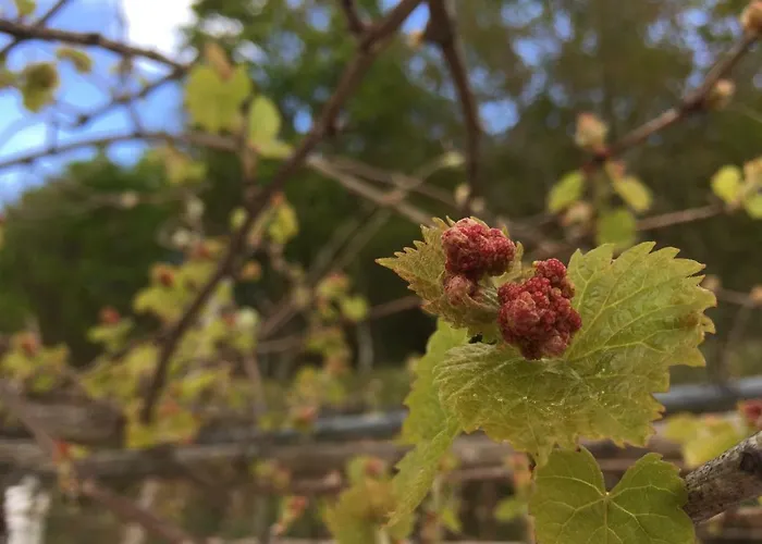 Casa Traca לינה וארוחת בוקר